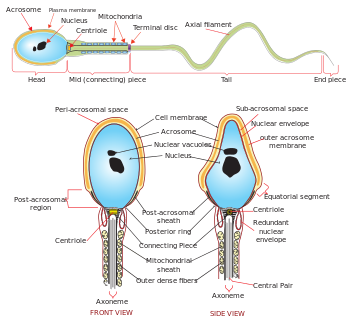 Complete_diagram_of_a_human_spermatozoa_en.svg_