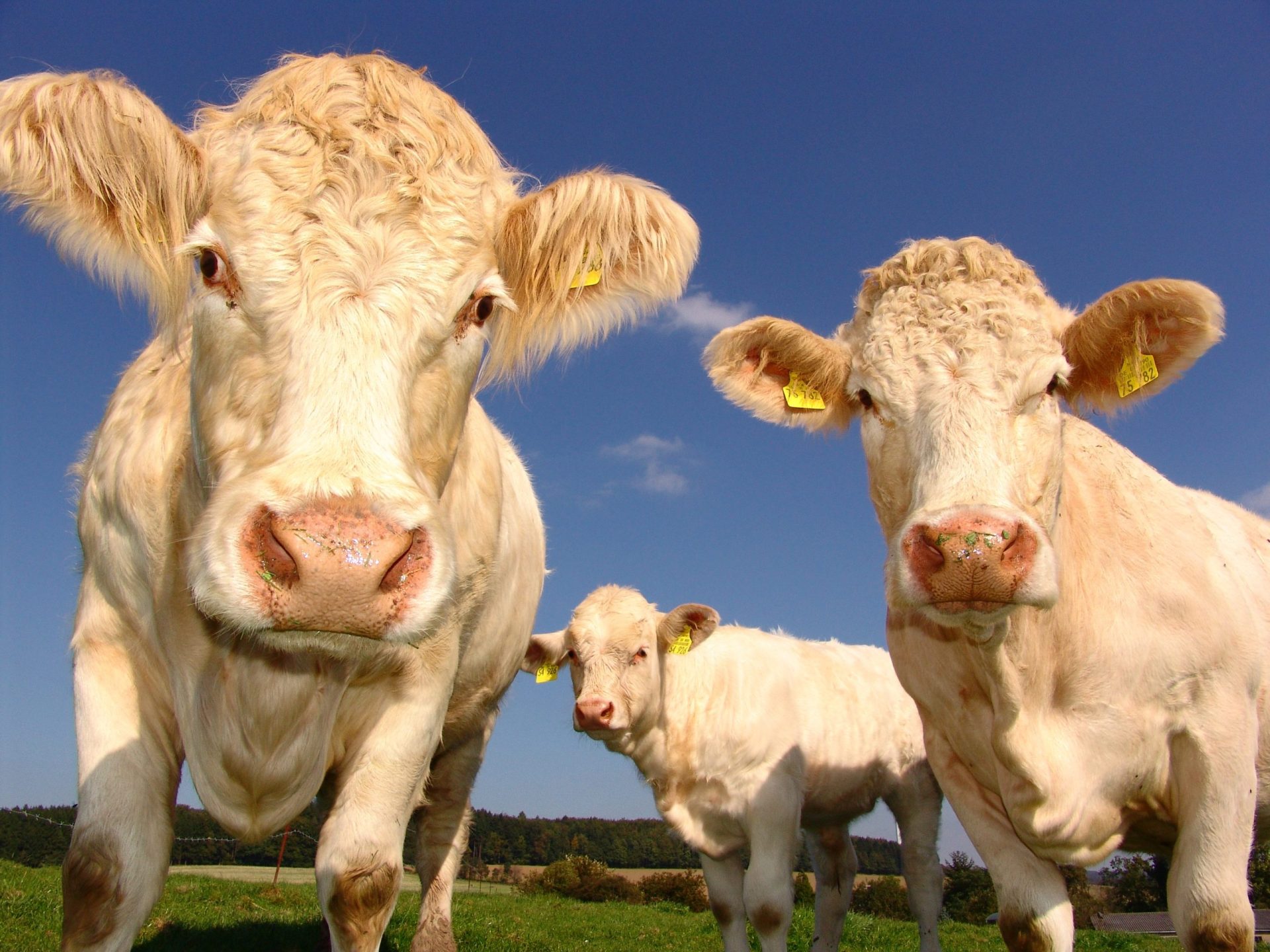 cows-curious-cattle-agriculture
