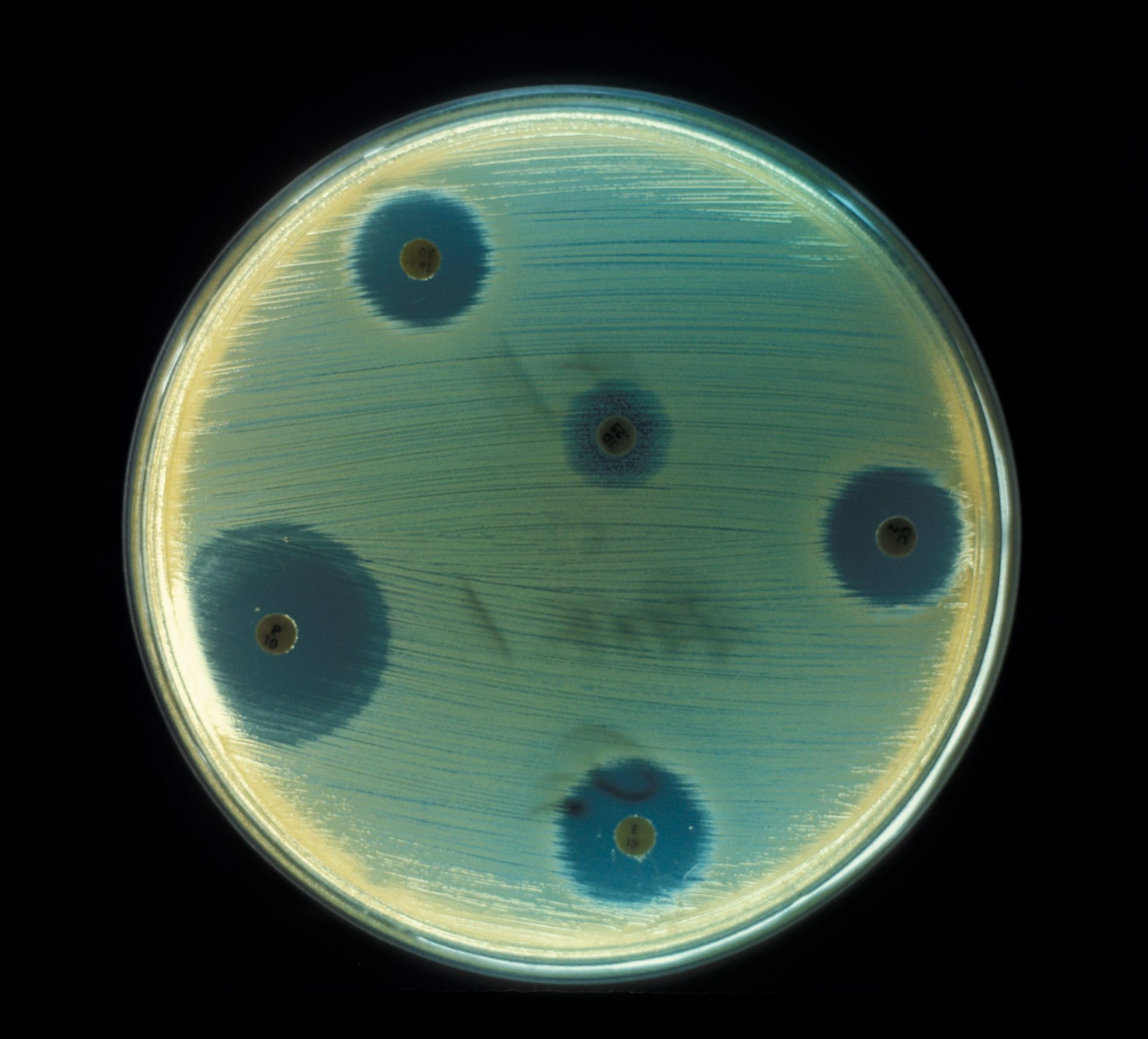 Staphylococcus_aureus_AB_Test