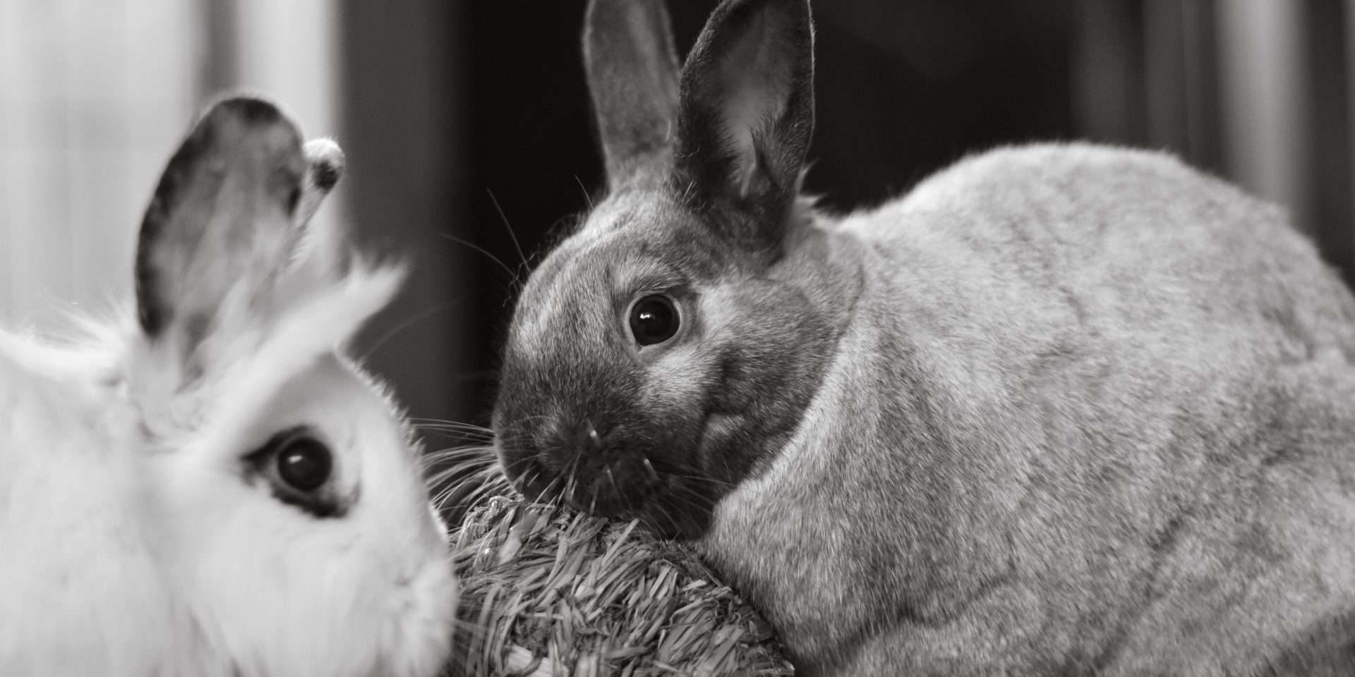 Rabbits. Bunnies. Rabbit. Bunny. Animals. Photograph by Alexas Fotos, courtesy of Pexels