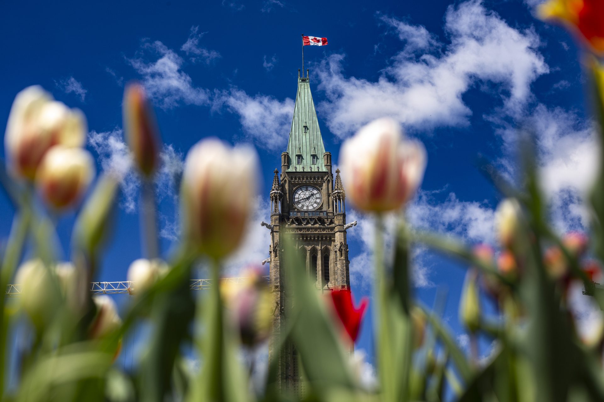 The Peace Tower is framed by tulips in bloom on Parliament Hill on May 6, 2024. The Hill Times photograph by Andrew Meade