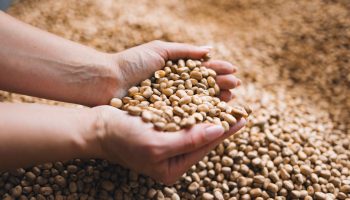 24PIC4154 PIC Summer Shoots - Prairie Fava-68_small@0.25x