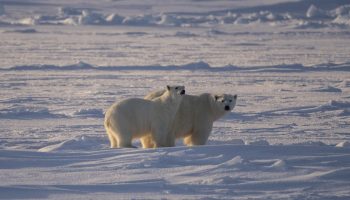 Polar bears are spotted near HMCS HARRY DEWOLF during Cold Weather Trials near Frobisher Bay on February 20, 2021.

 

Photo by Corporal David Veldman