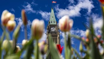 The Peace Tower is framed by tulips in bloom on Parliament Hill on May 6, 2024. The Hill Times photograph by Andrew Meade