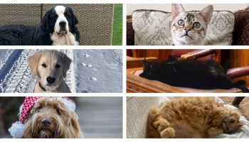 Cutest Pets on the Hill mashup long