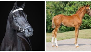 Horses Sosi and Baffin-feat.