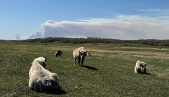 Métis Crossing in Alberta, with the Sturgeon County wildfire burning nearby on May 6, 2025. Photograph courtesy of the Métis National Council