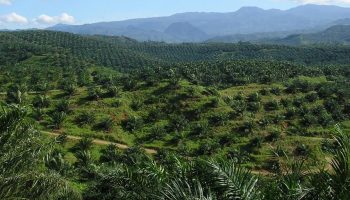 Oil_palm_plantation_in_Cigudeg-03