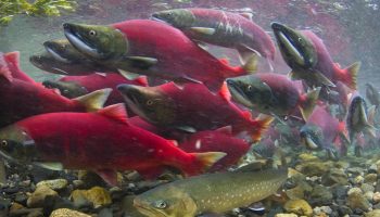Sockeye salmon. Photograph courtesy of Wikimedia Commons
