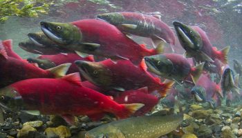 Sockeye_salmon_and_arctic_char.t66be2152.m2048@0.xDnywKcyU