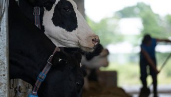 An incarcerated farm worker shovels cow feed in a prison dairy research program at Joyceville Institution in Kingston, Ont. Jo-Anne McArthur photograph courtesy of We Animals