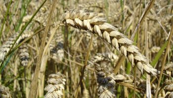 Wheat_close-up