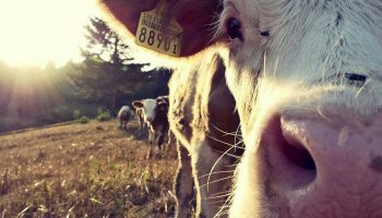 cow-farm-village-animals-717401-1024.t6554e2cd.m2048.x9IjE0J-H