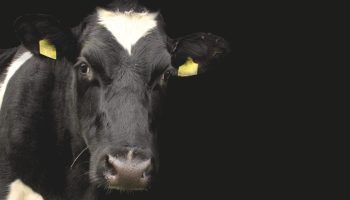 Cow supply management dairy farm agriculture -- PixaBay photo by Waldo93 -- retrieved May 2017 https://pixabay.com/en/cow-calf-agriculture-animal-cattle-1278889/. Photograph courtesy of PixaBay/Waldo93