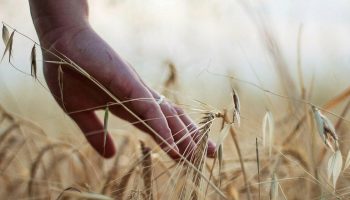 panosbp-hand-7330658_1280.t69a6ec46.m2048.xI1QFrB8I