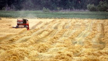 pexels-michael-hamments-736237287-32907153